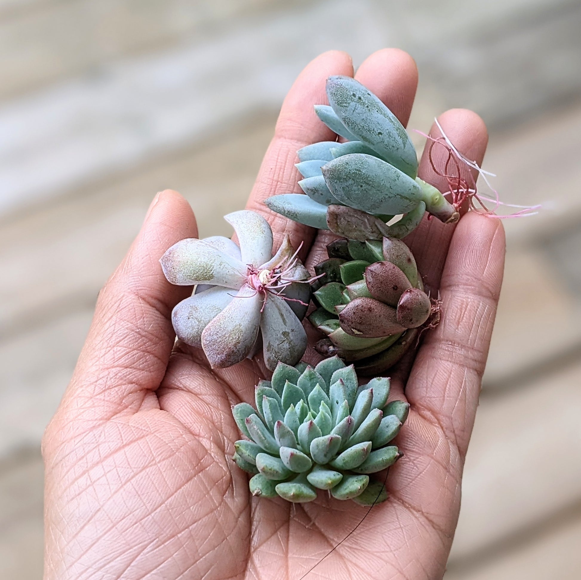 A hand holding succulent cuttings