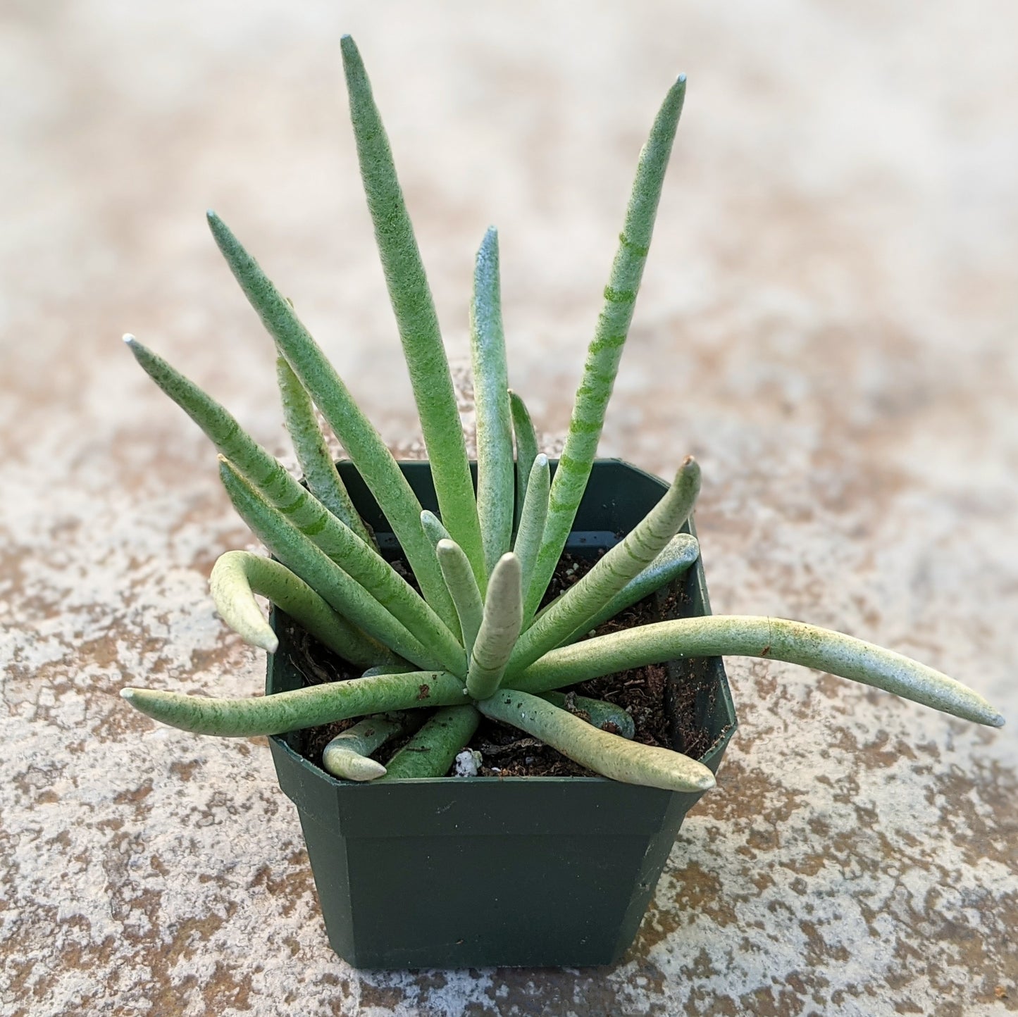 Senecio Scaposus or Caputia Scaposa 'Silver Coral'