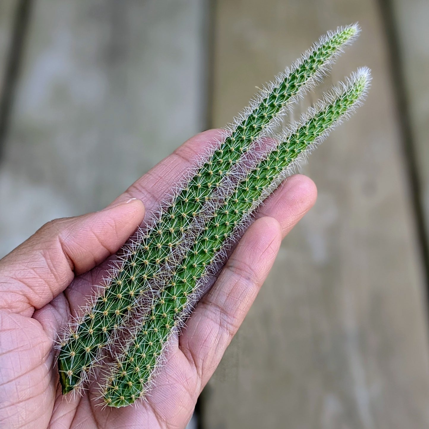 Disocactus Flagelliformis aka Rat Tail Cactus