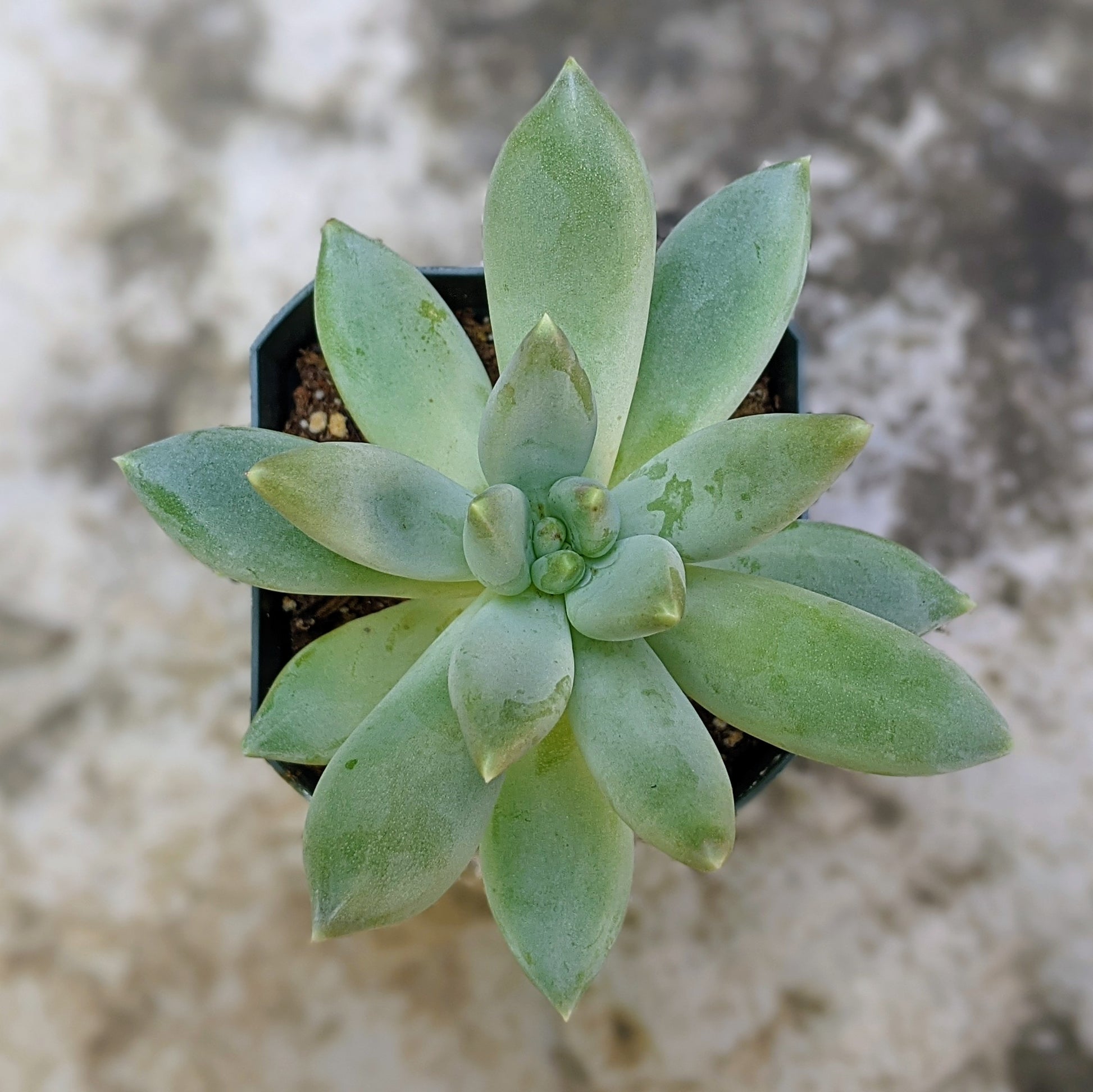 solomon plant succulent Pachyphytum 'Solomon'