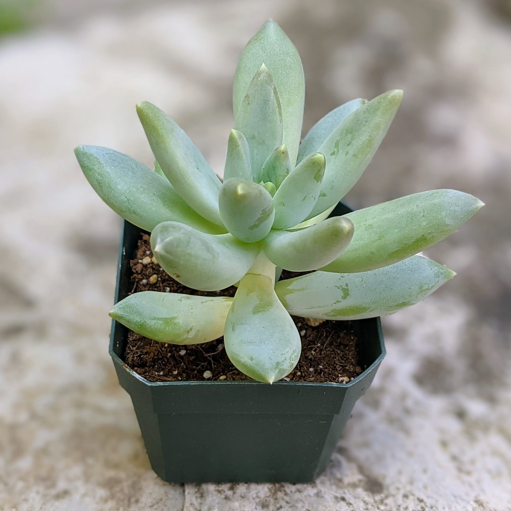 solomon plant succulent Pachyphytum 'Solomon'
