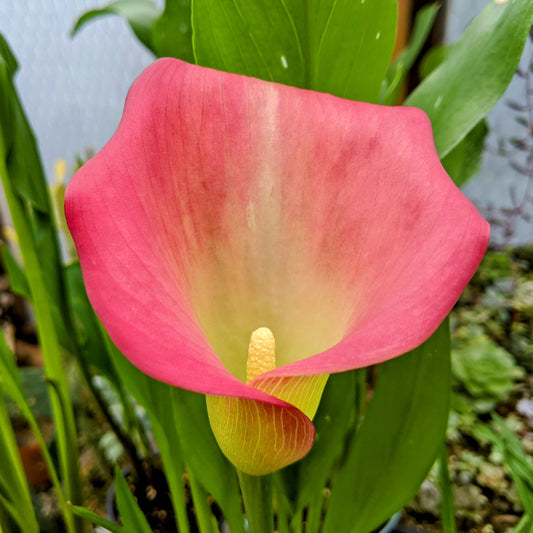 Mixed Colour Calla Lily Bunches