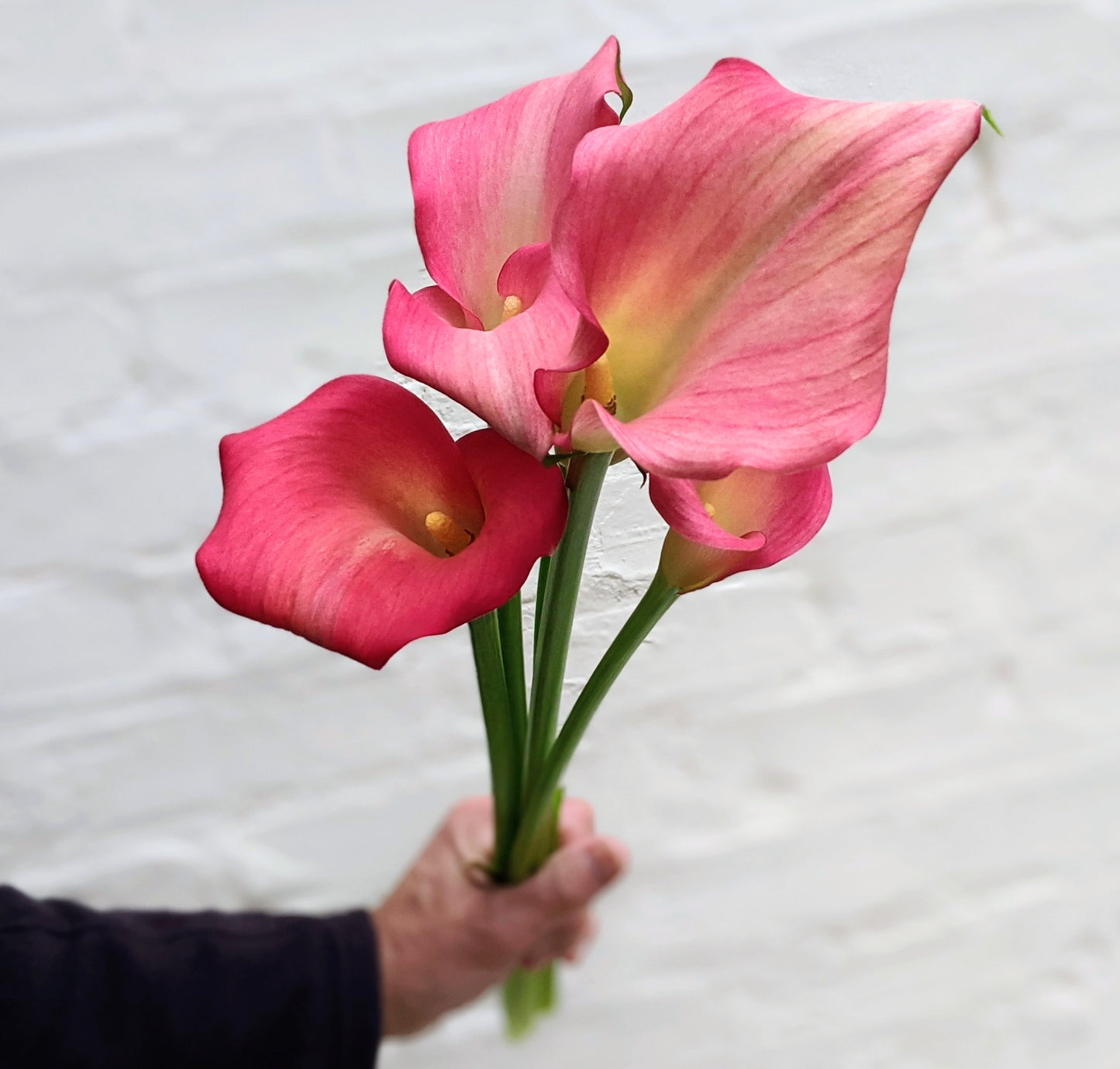Mixed Colour Calla Lily Bunches