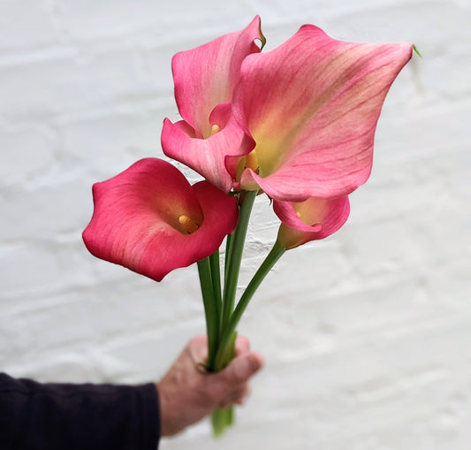 Mixed Colour Calla Lily Bunches