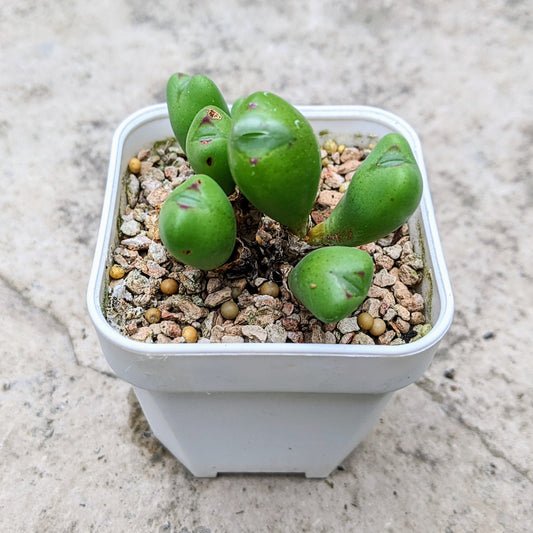 Conophytum Bilobum