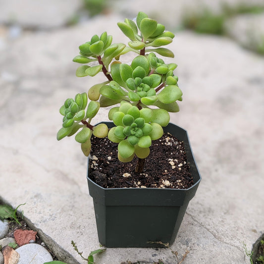Aeonium Lindleyi