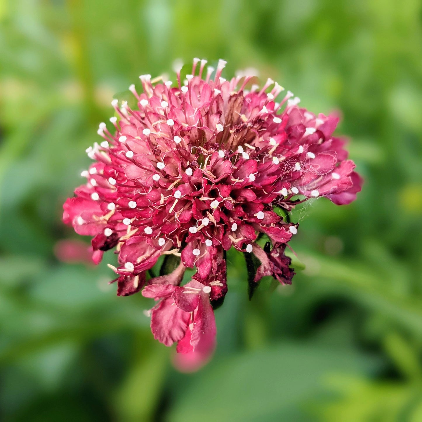 Salmon Pink Scabiosa (pincushion flower) plant in bloom with healthy green foliage, ready to transplant.