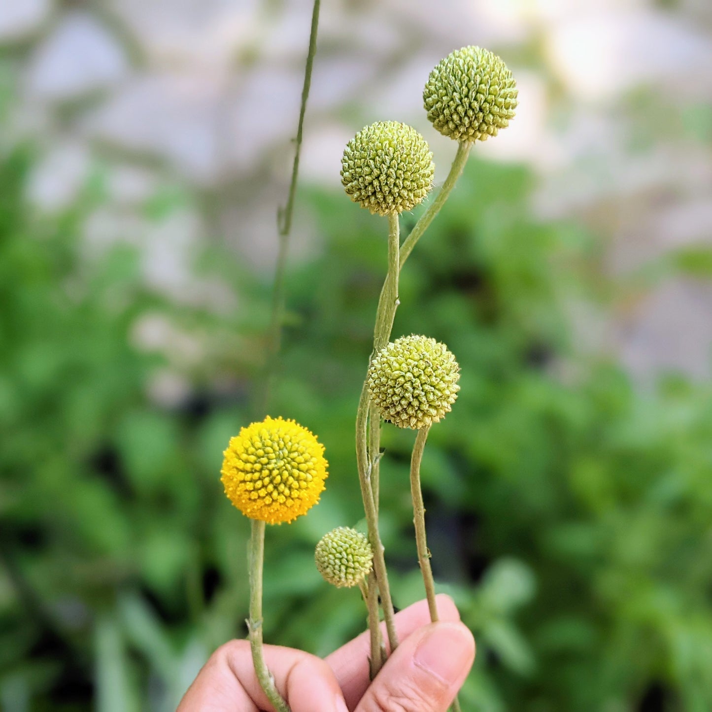 Billy Button - Sun Ball or Drumstick Flower
