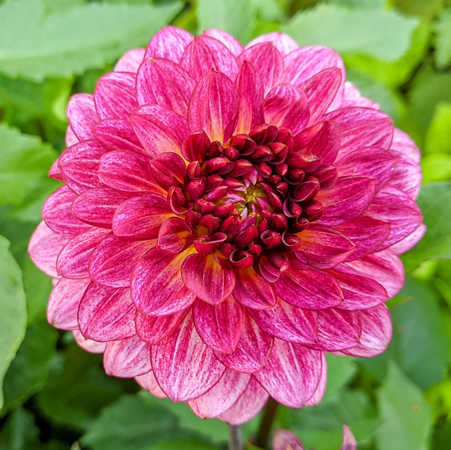 Dahlia Muchacha flower with rose-pink petals, and a dark burgundy centre