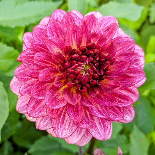 Dahlia Muchacha flower with rose-pink petals, and a dark burgundy centre