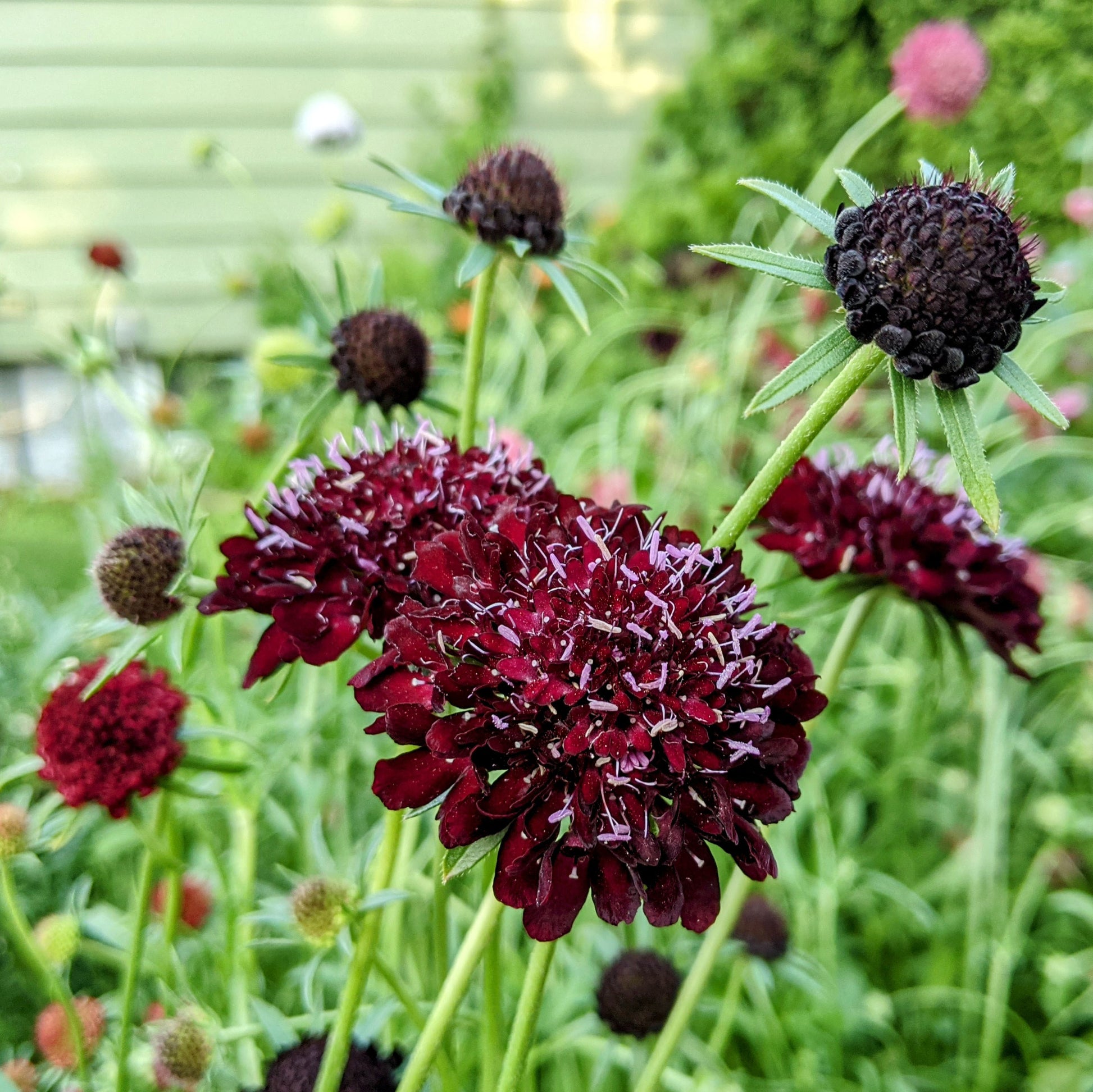 Black Knight Scabiosa (pincushion flower) plant in bloom with healthy green foliage, ready to transplant.