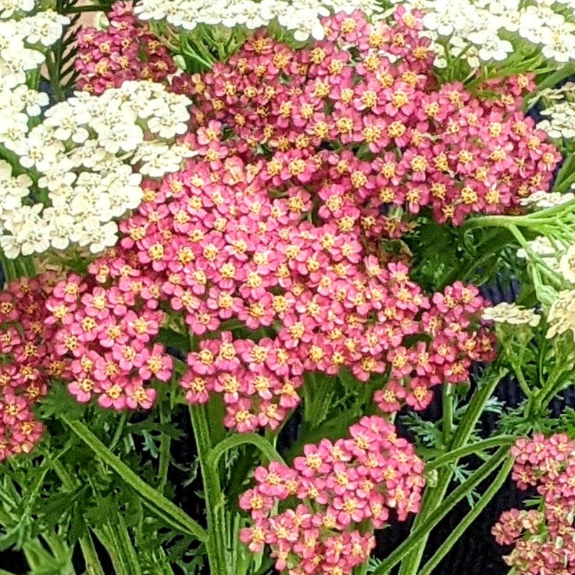 Yarrow (Pastel Colours)