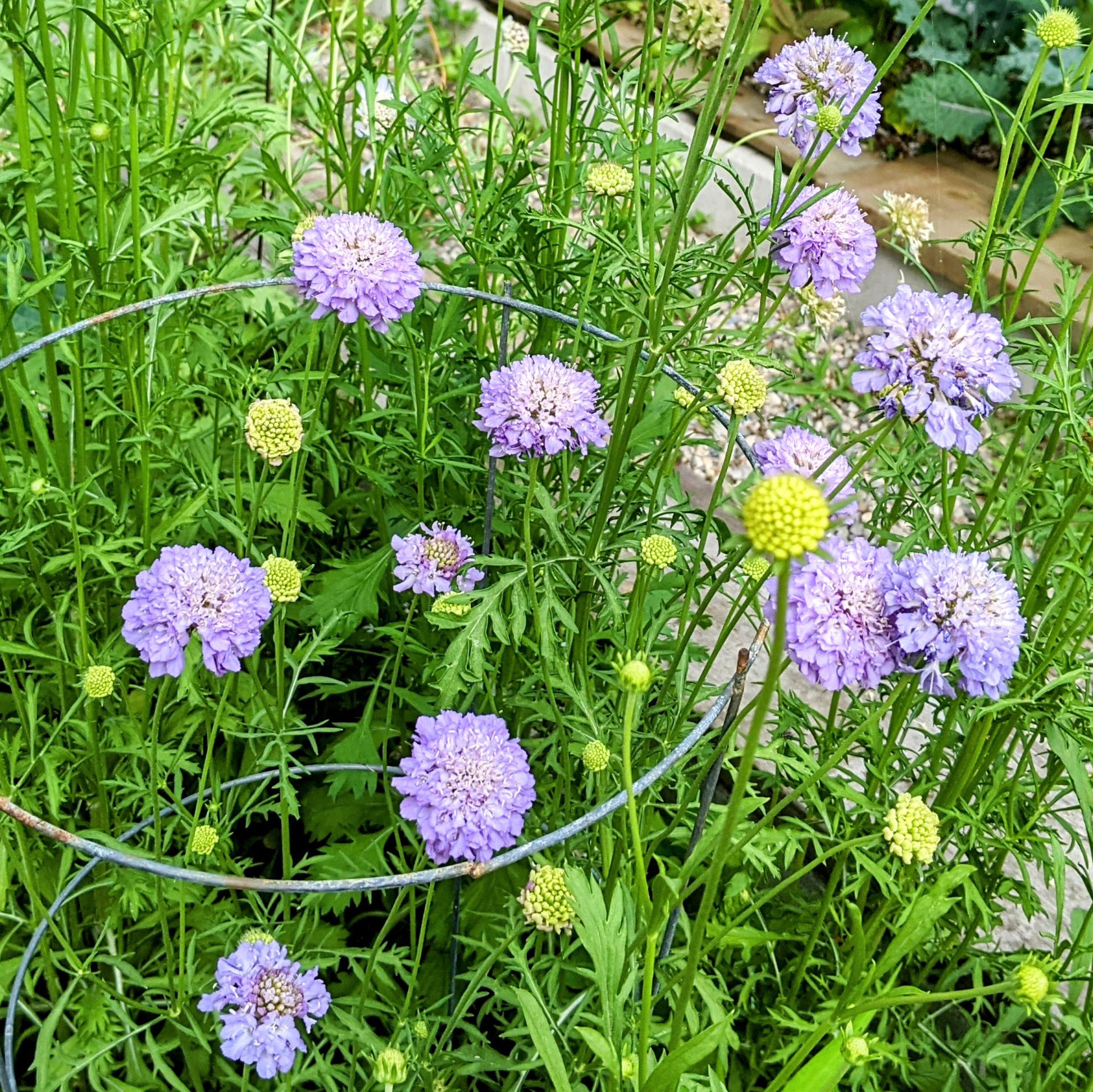 Oxford Blue Scabiosa (pincushion flower) plant in bloom with healthy green foliage, ready to transplant.