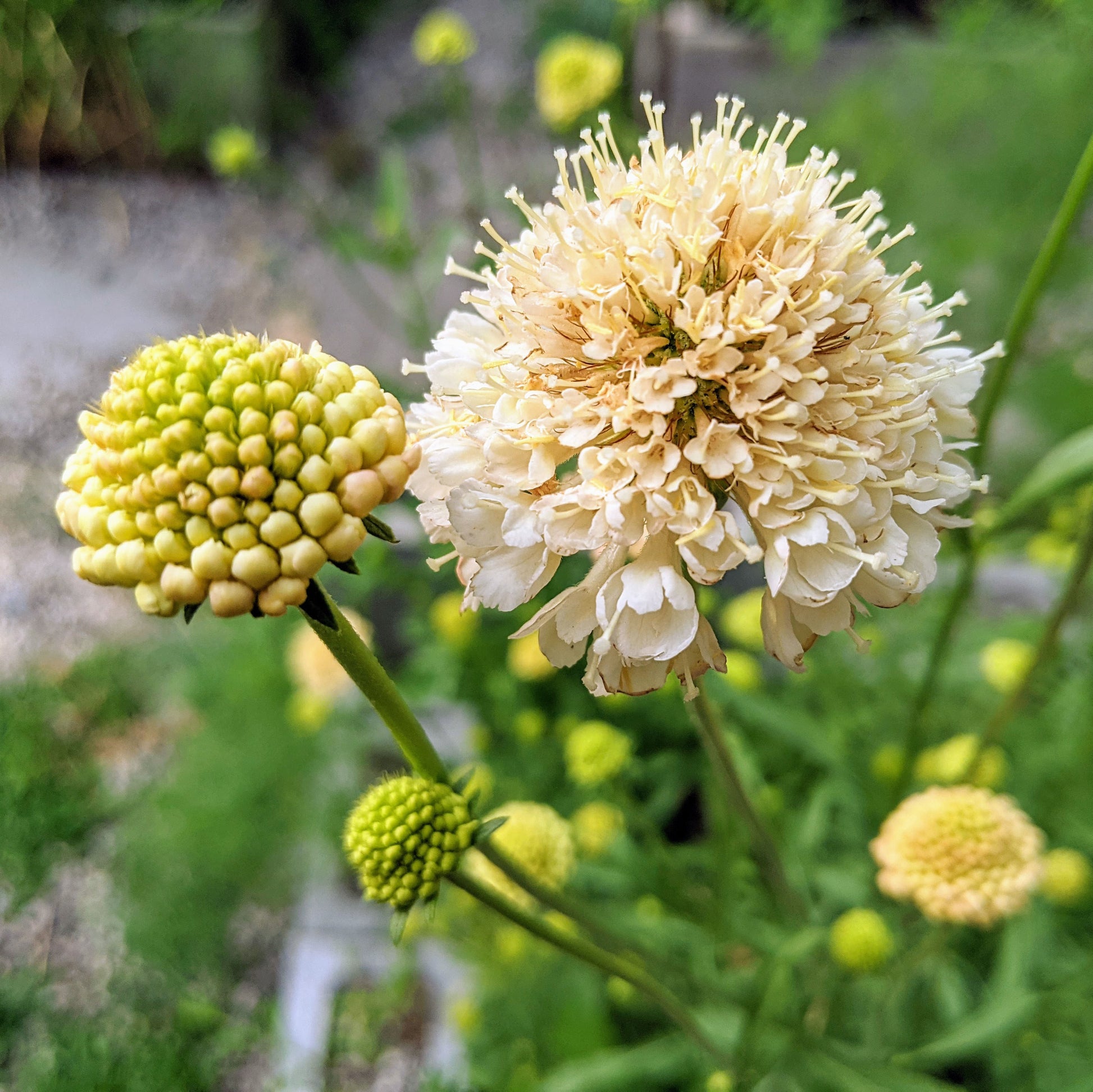 Fata Morgana Scabiosa (pincushion flower) plant in bloom with healthy green foliage, ready to transplant.