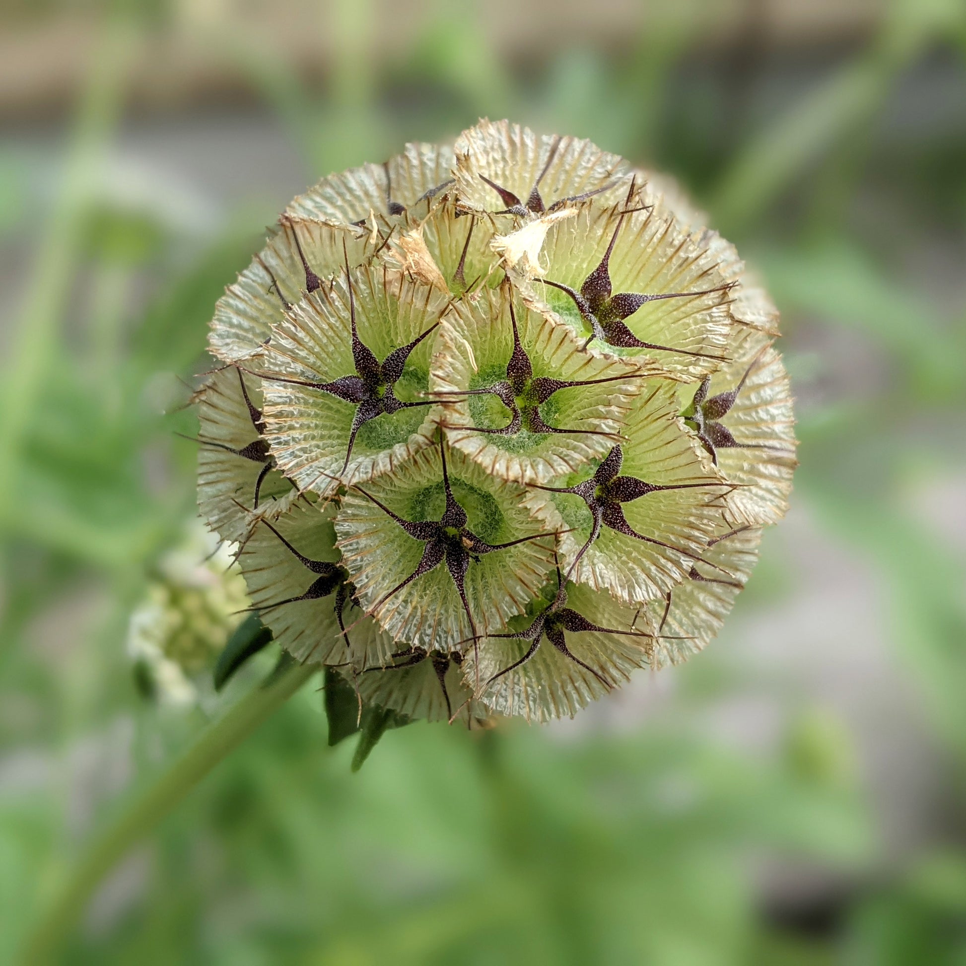Starflower Scabiosa (pincushion flower) plant in bloom with healthy green foliage, ready to transplant.
