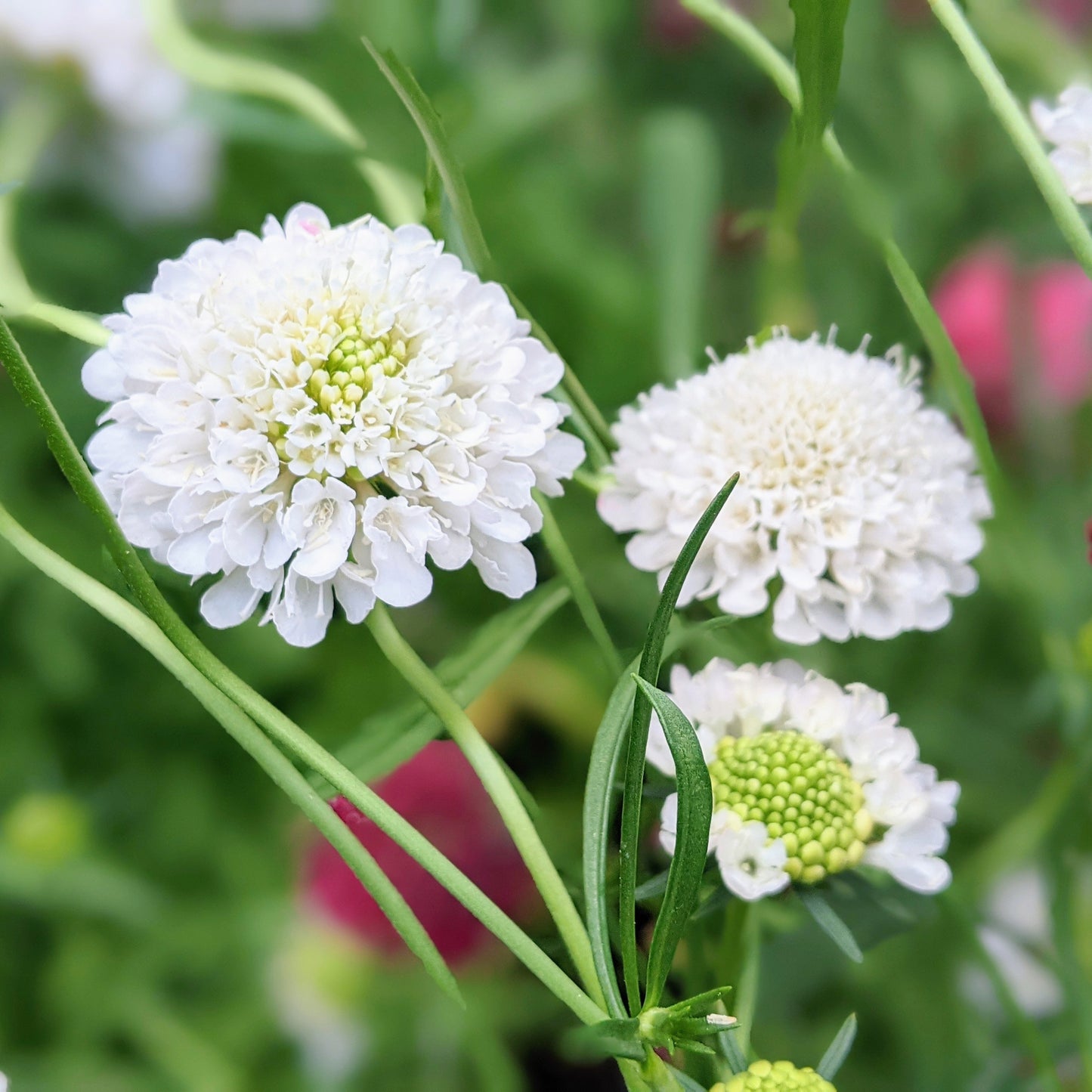 Snowmaiden Scabiosa (pincushion flower) plant in bloom with healthy green foliage, ready to transplant.