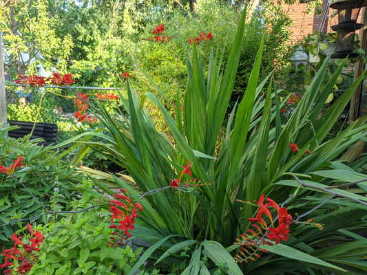 Fire King Crocosmia