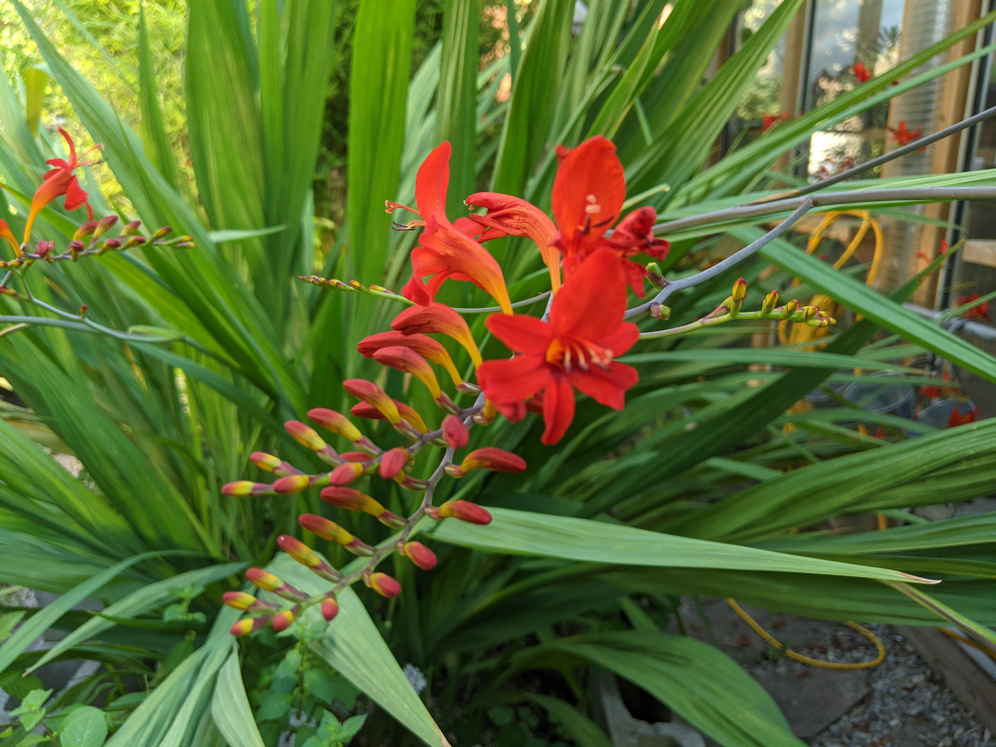 Fire King Crocosmia