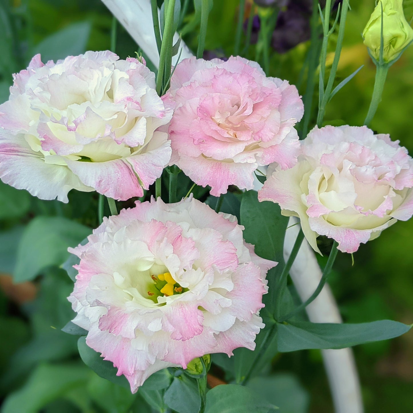 Lisianthus Voyage 2 First Love (F1) (Eustoma Grandiflorum) plant in bloom, featuring elegant rose-like flowers and slender green stems.