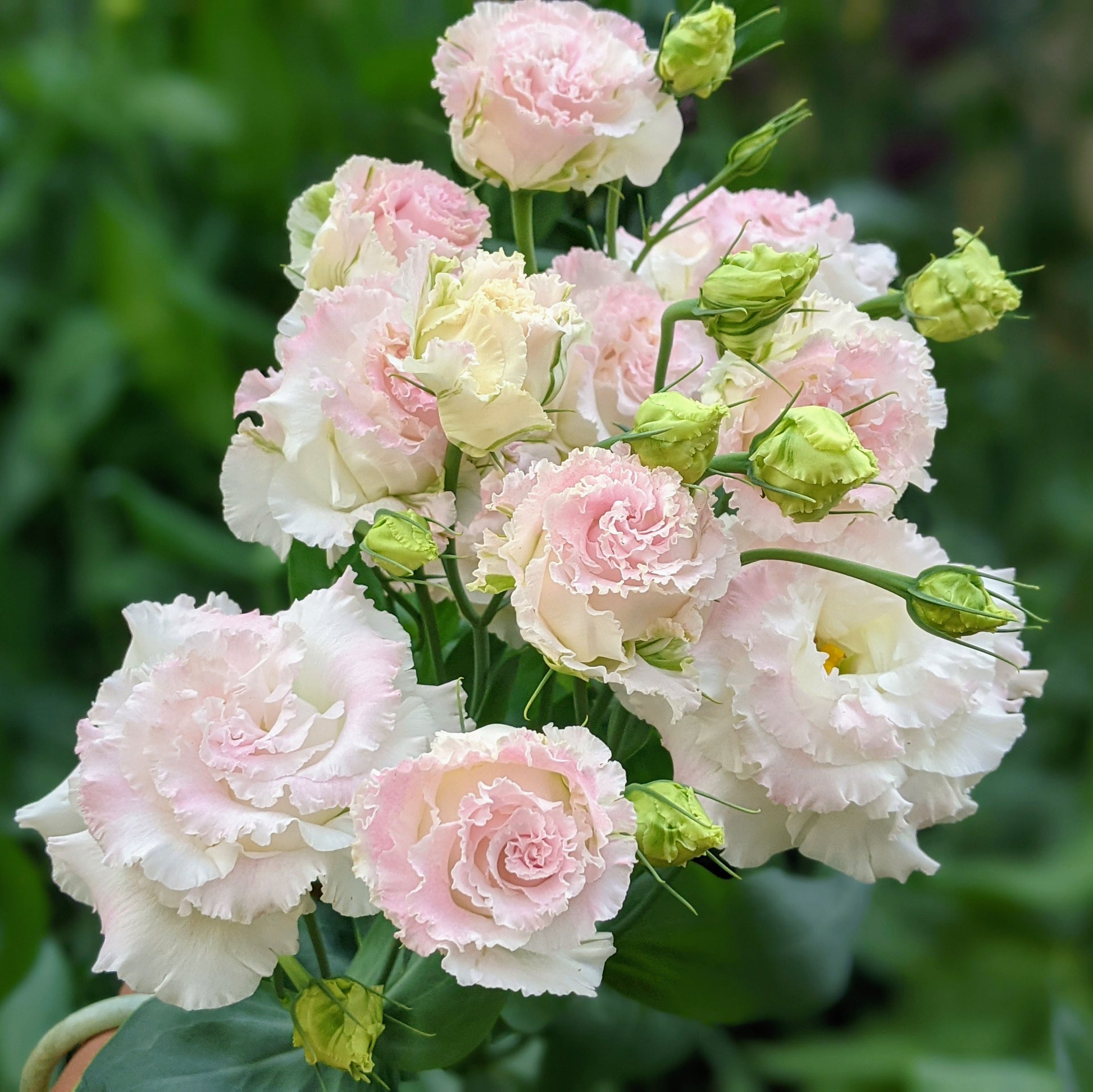 Lisianthus Voyage 2 First Love (F1) (Eustoma grandiflorum) plant in bloom, featuring elegant rose-like flowers and slender green stems.