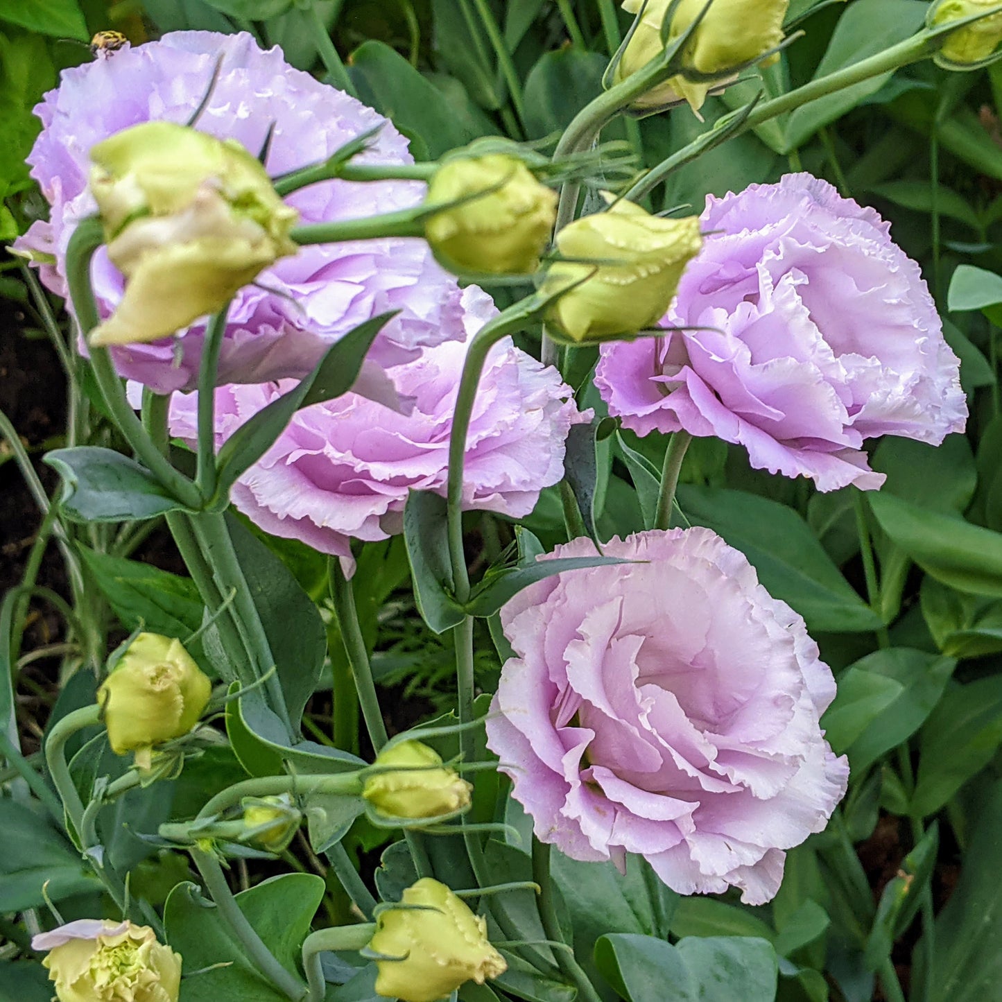 Lisianthus Voyage Lavender (Eustoma Grandiflorum) plant in bloom, featuring elegant rose-like flowers and slender green stems.