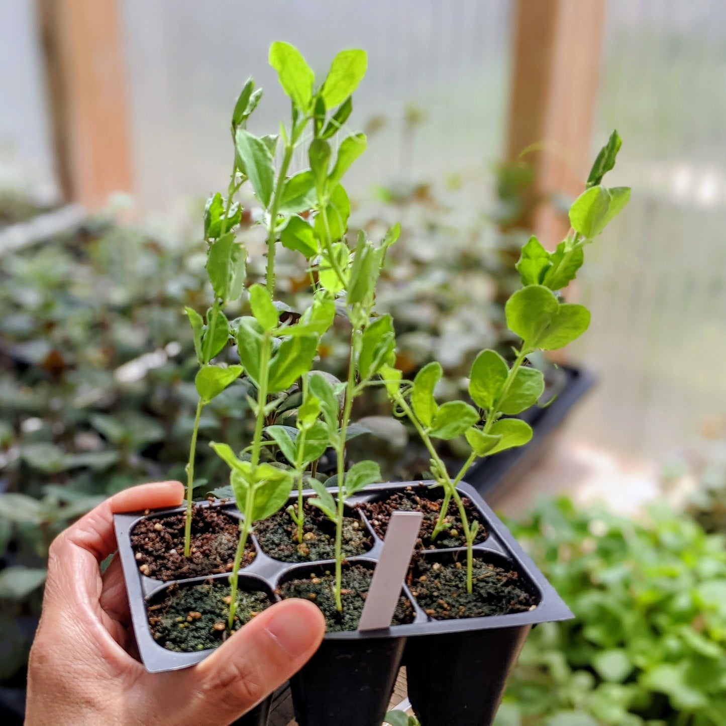 Sweet Pea ‘Late Spencer Blend’