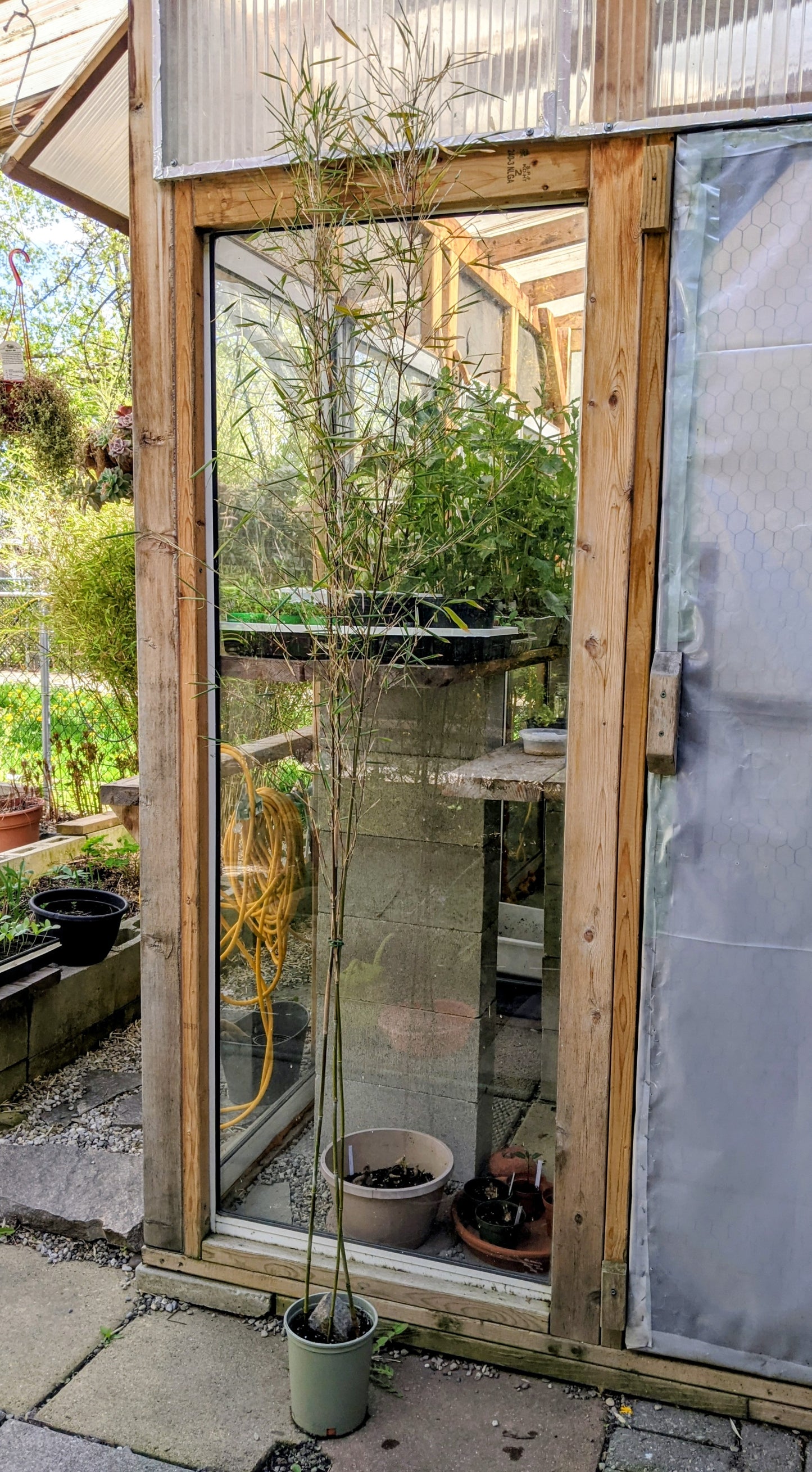 Fargesia bamboo with three culms in a one-gallon pot