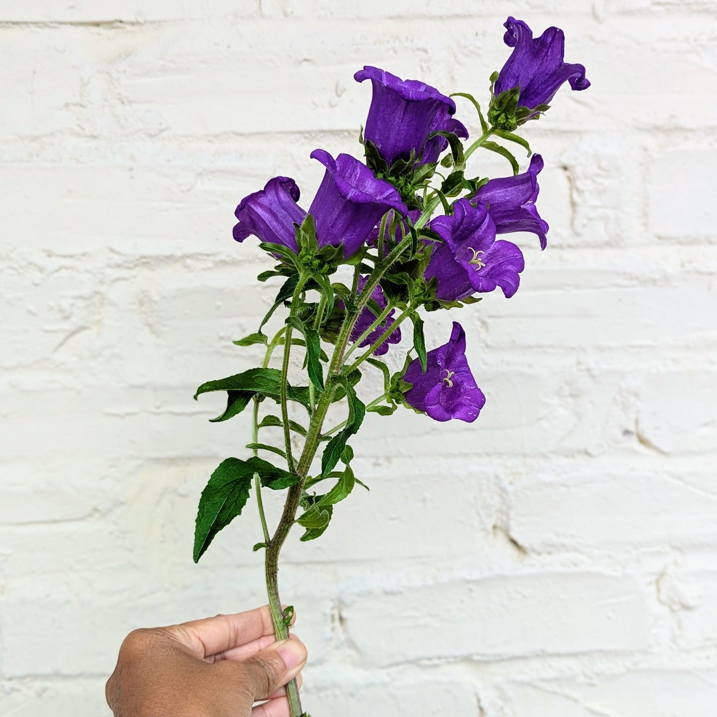 Hand holding a branch of purple Canterbury Bells aka Campanula Medium flowers against a white brick wall.