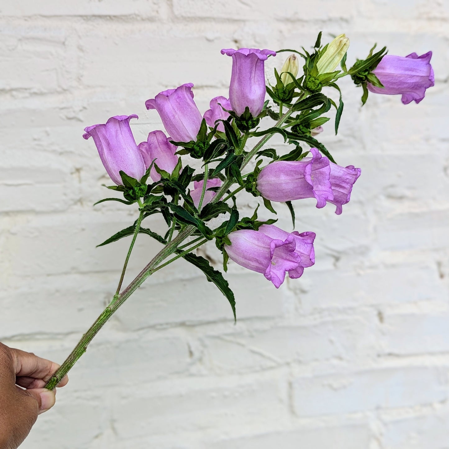 Bouquet of lavender Canterbury Bells aka Campanula Medium flowers held against a textured white wall