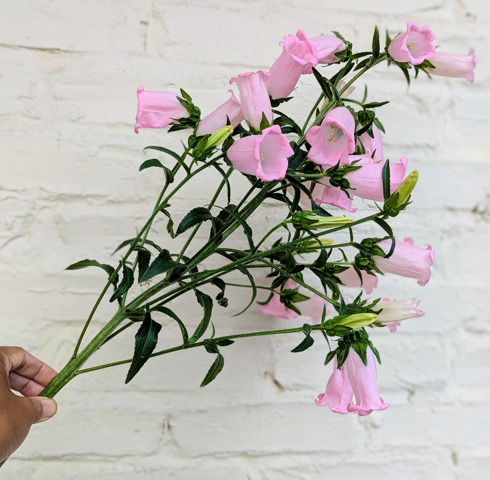 Bouquet of pink Canterbury Bells aka Campanula Medium flowers held against a light background