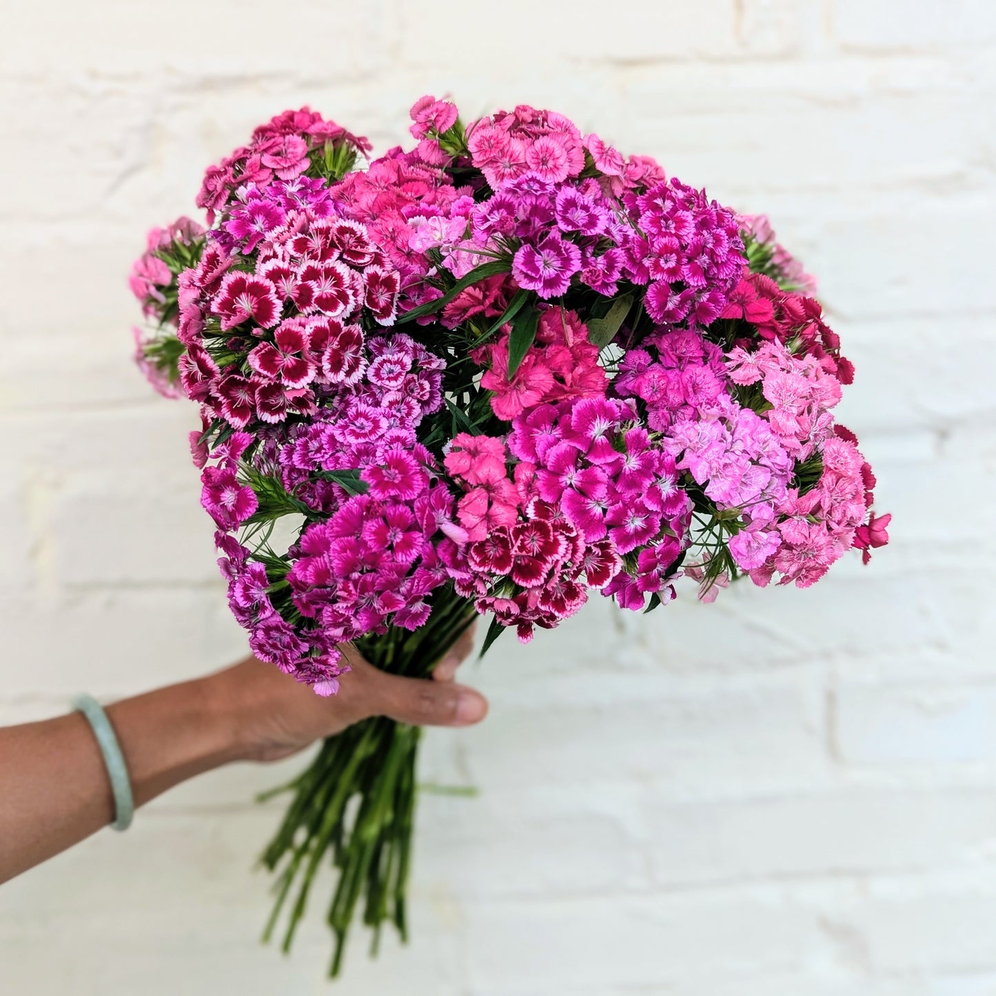 Bouquet of pink sweet william flowers held by a person against a light background