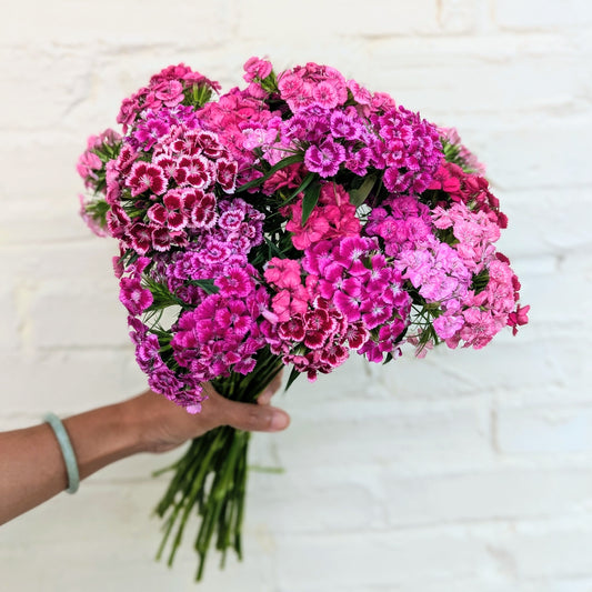 Bouquet of pink sweet william flowers held by a person against a light background