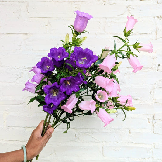 Bouquet of purple and pink flowers held against a white brick wall.