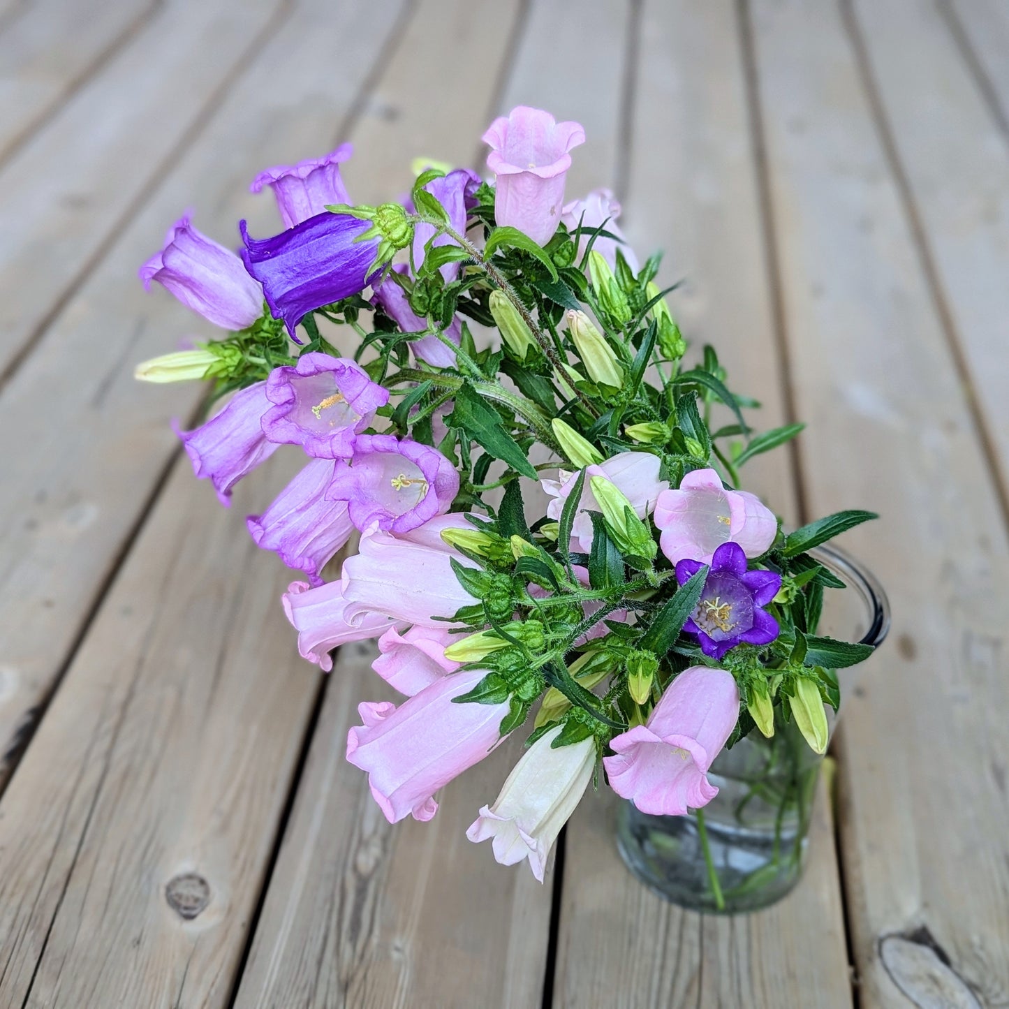 Bouquet of purple and pink canterbury bell flowers in a clear vase on a wooden surface