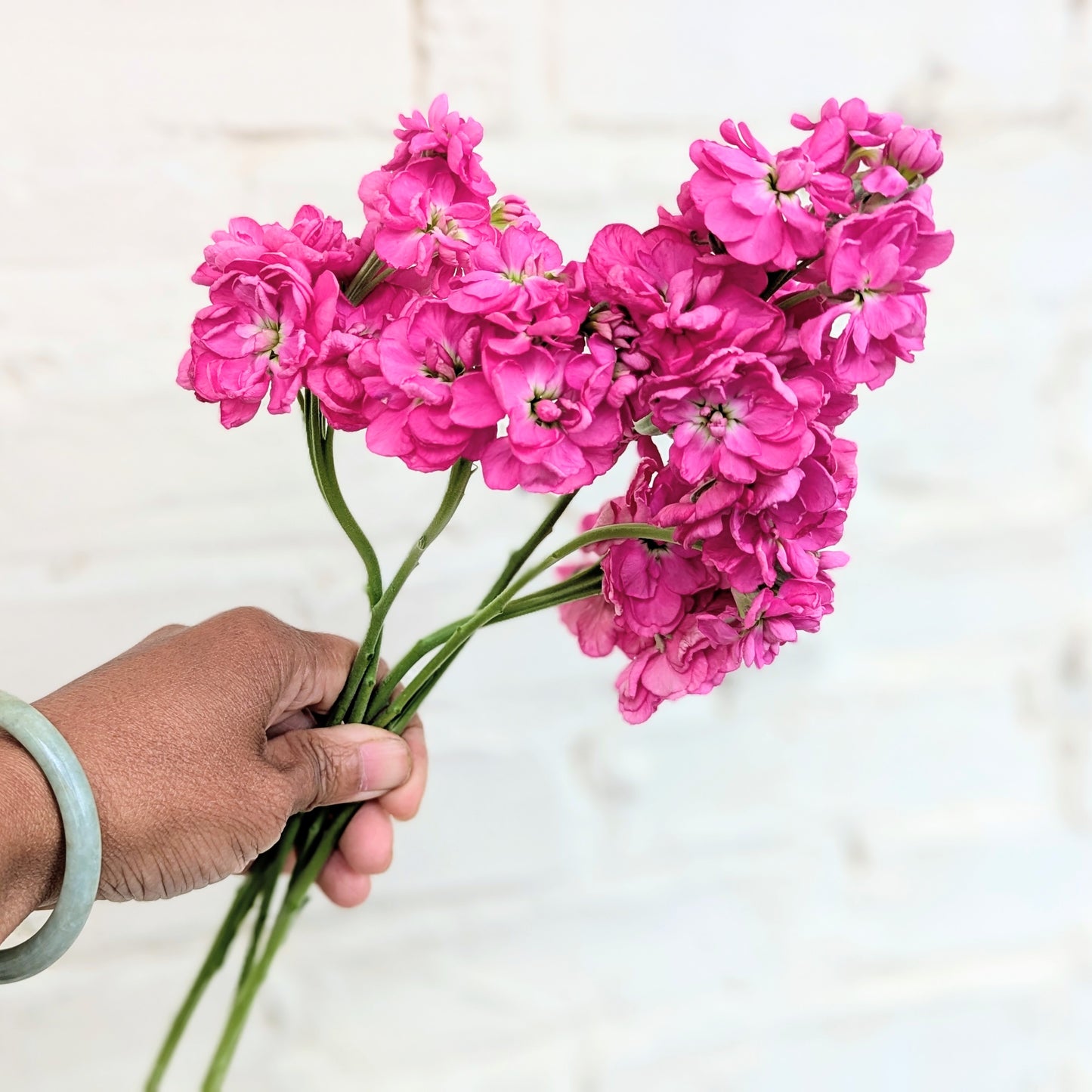 Matthiola Incana aka Stocks