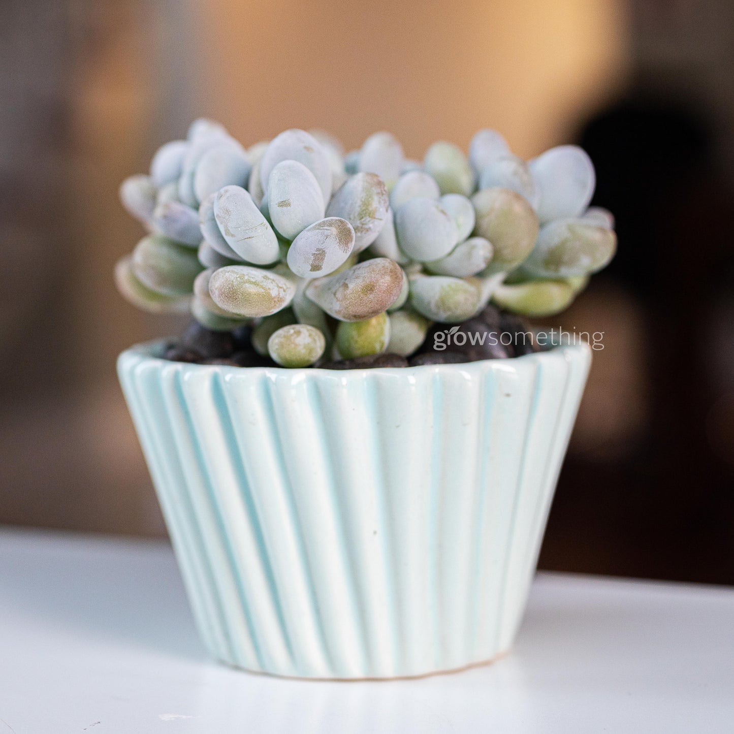 Pachyphytum Oviferum succulent planted in a baby blue cupcake-shaped pot, displayed as a small decorative arrangement. Side view.