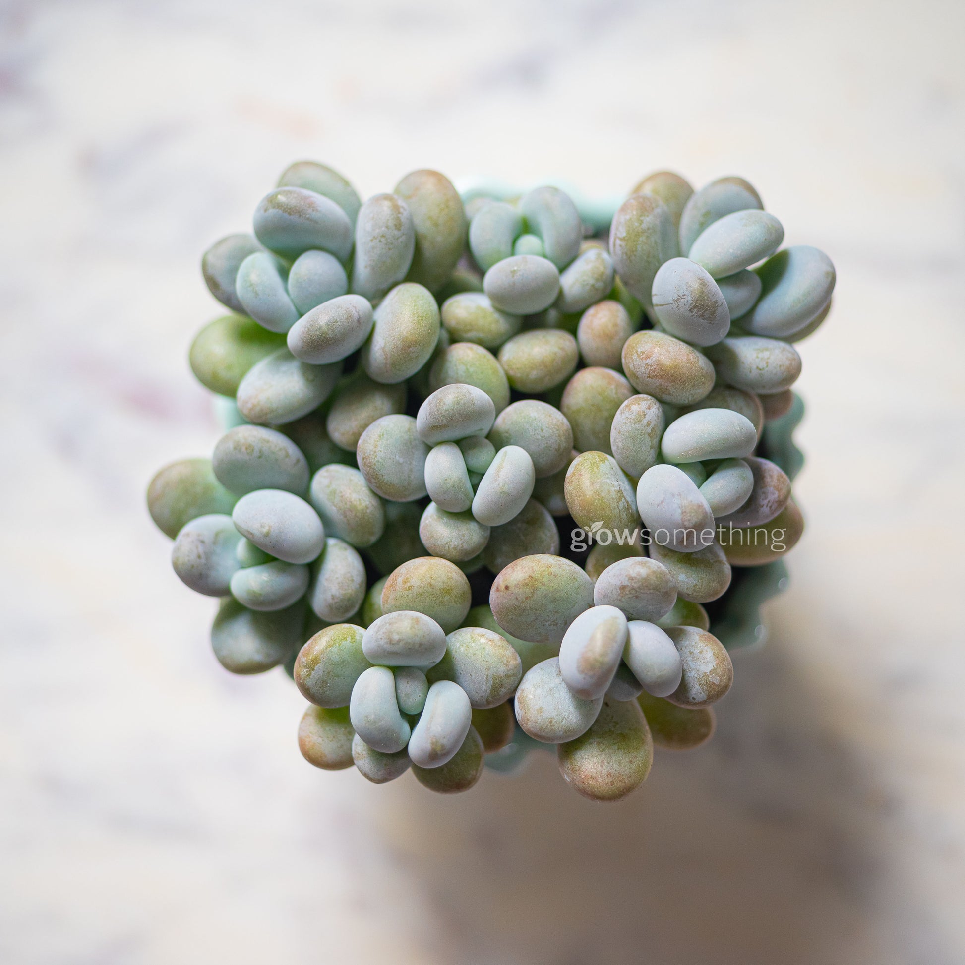 Pachyphytum Oviferum succulent planted in a baby blue cupcake-shaped pot, displayed as a small decorative arrangement. Top view.