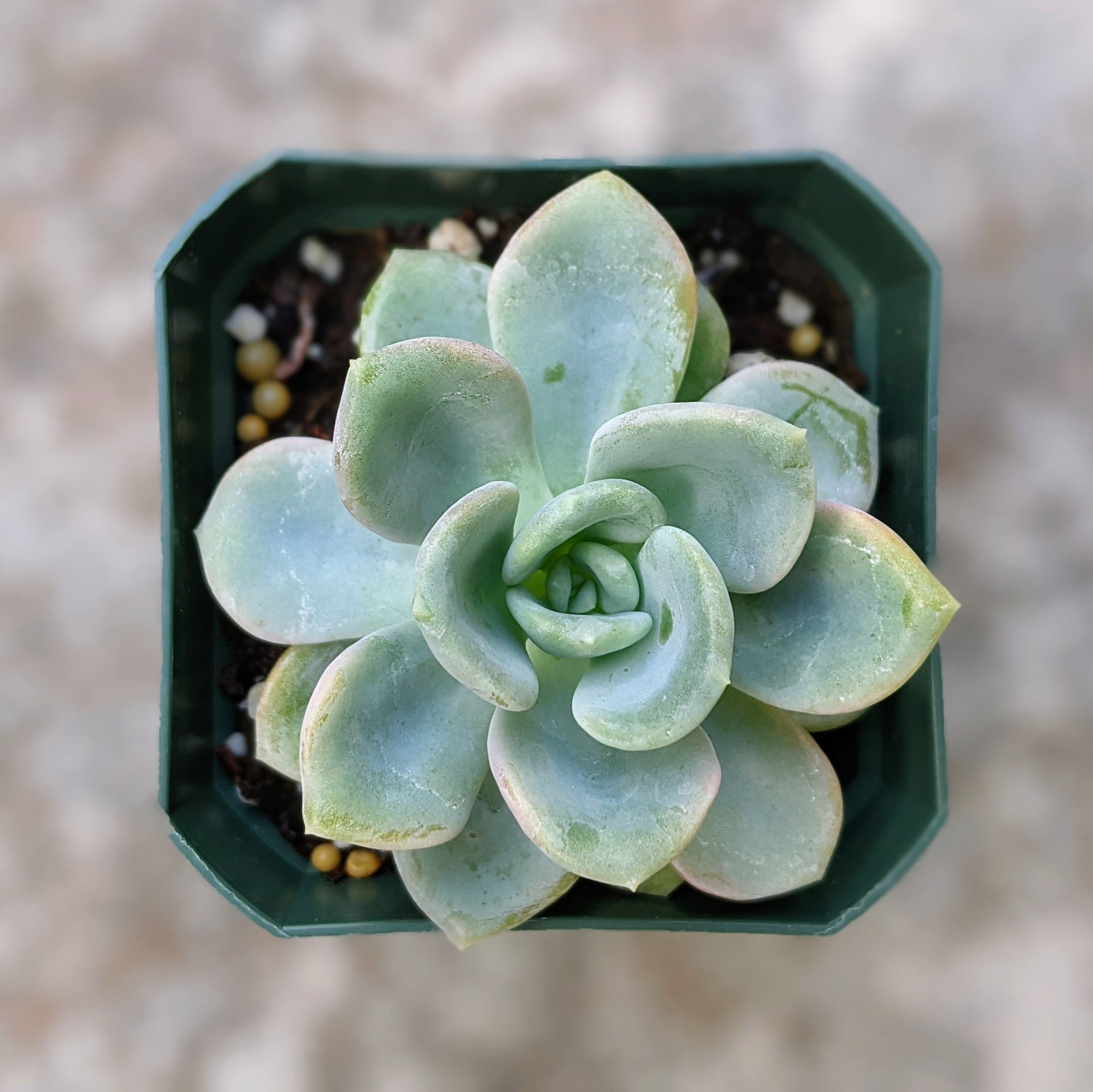 Close-up of Pachyveria Orpet showing its compact rosette of fleshy, powdery blue-green leaves.