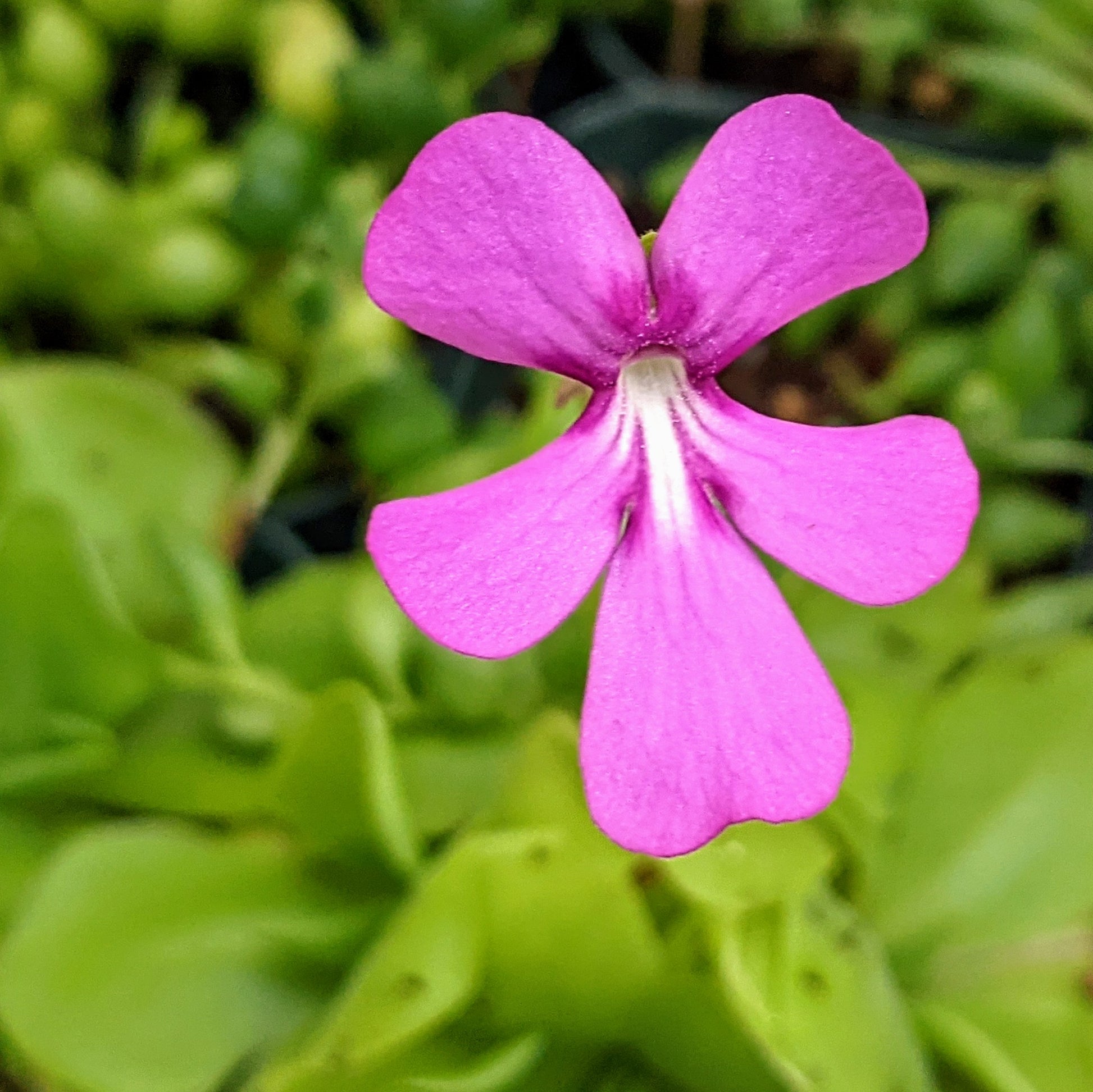 Close-up of Pinguicula (Butterwort) Moranensis, showcasing its bright green, sticky leaves arranged in a rosette pattern. The delicate, purple flowers rise above the foliage, capturing the plant's unique carnivorous nature.