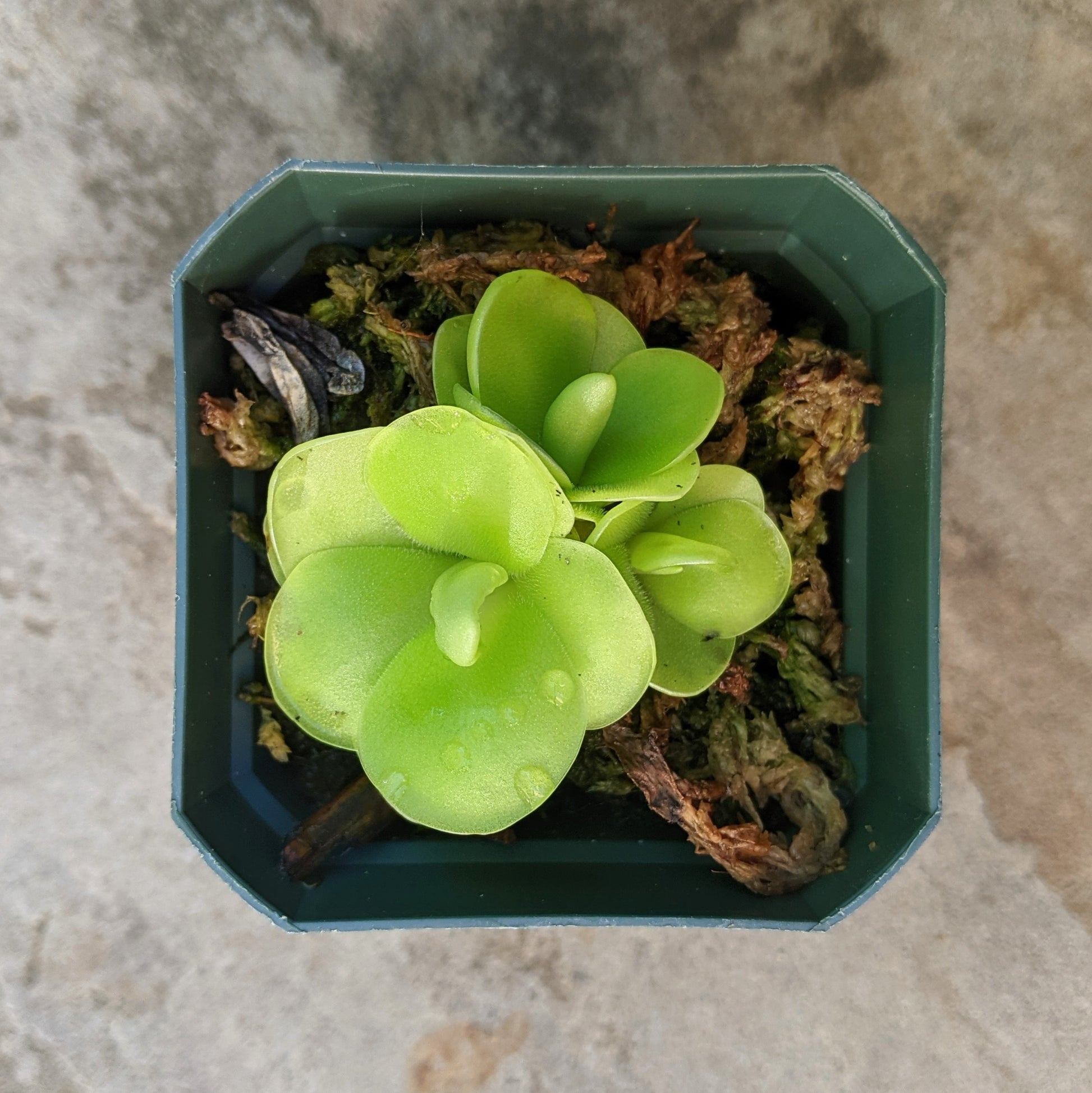 Close-up of Pinguicula (Butterwort) Moranensis in a 2.5" pot, showcasing its bright green, sticky leaves arranged in a rosette pattern. The delicate, purple flowers rise above the foliage, capturing the plant's unique carnivorous nature.