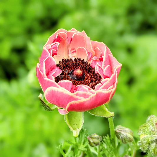 Ranunculus