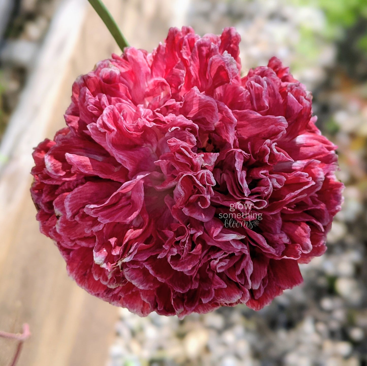 Poppy 'Flemish Antique'