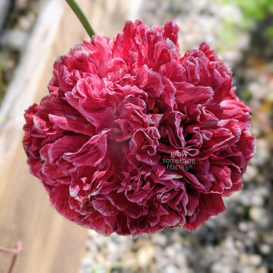 Poppy 'Flemish Antique'