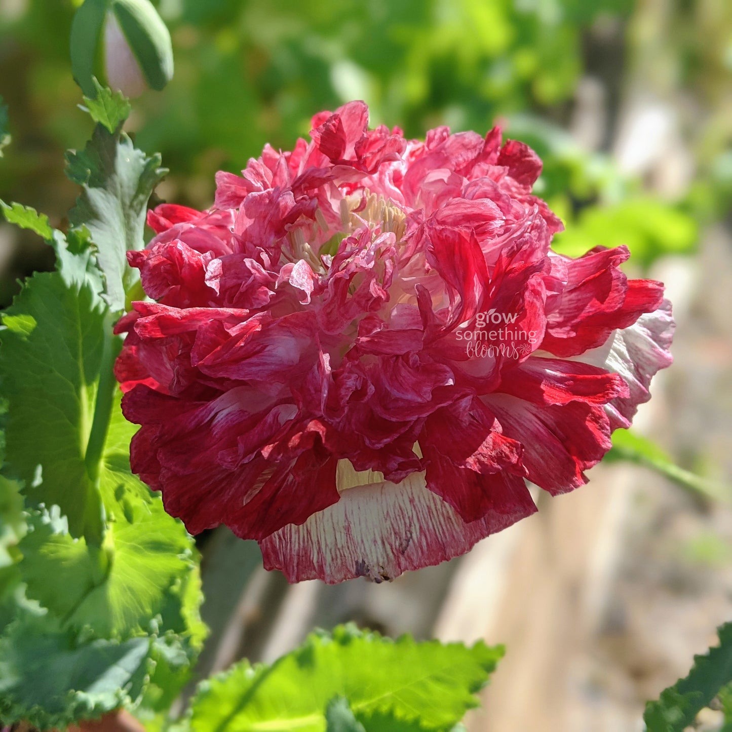 Poppy 'Flemish Antique'