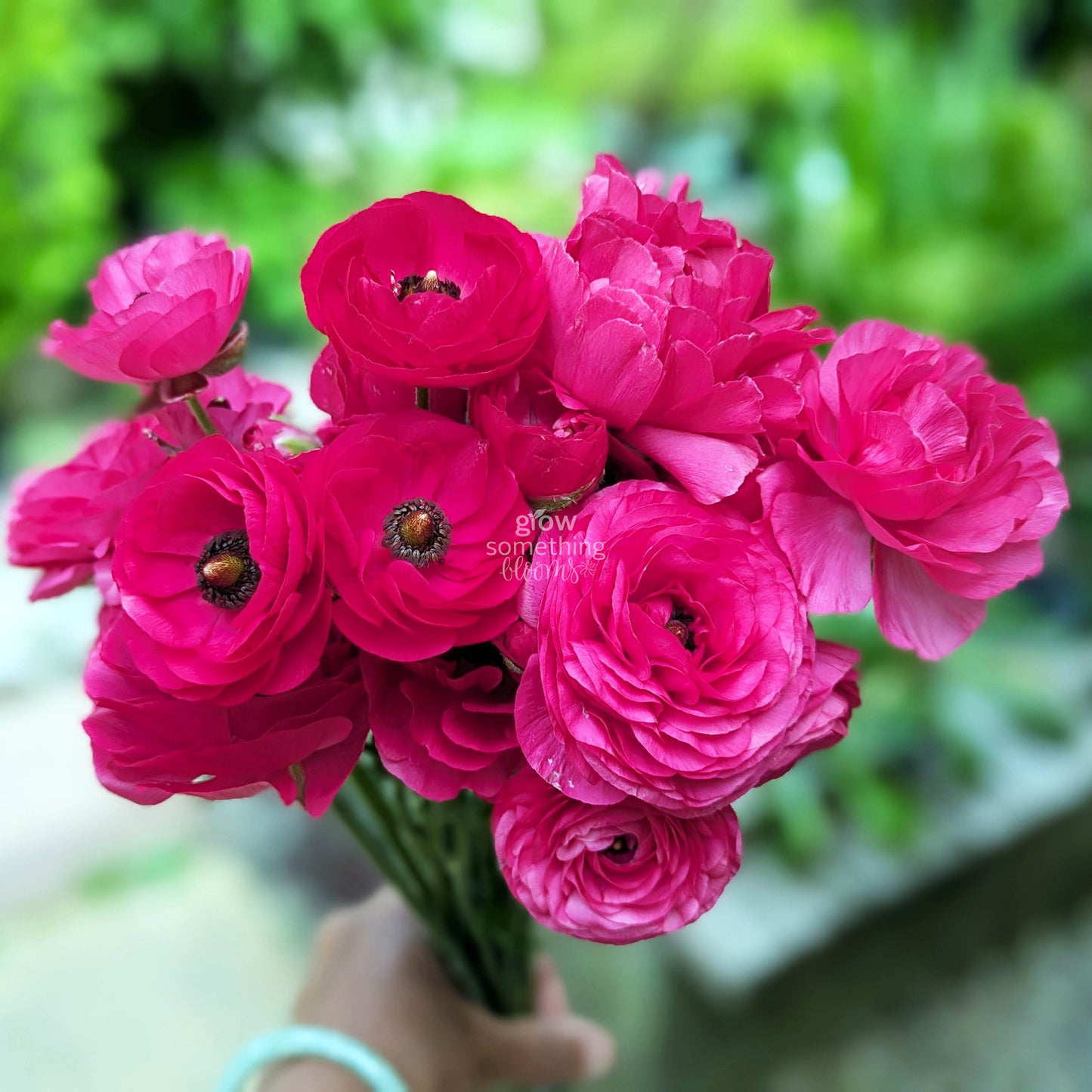 Ranunculus - Bundle