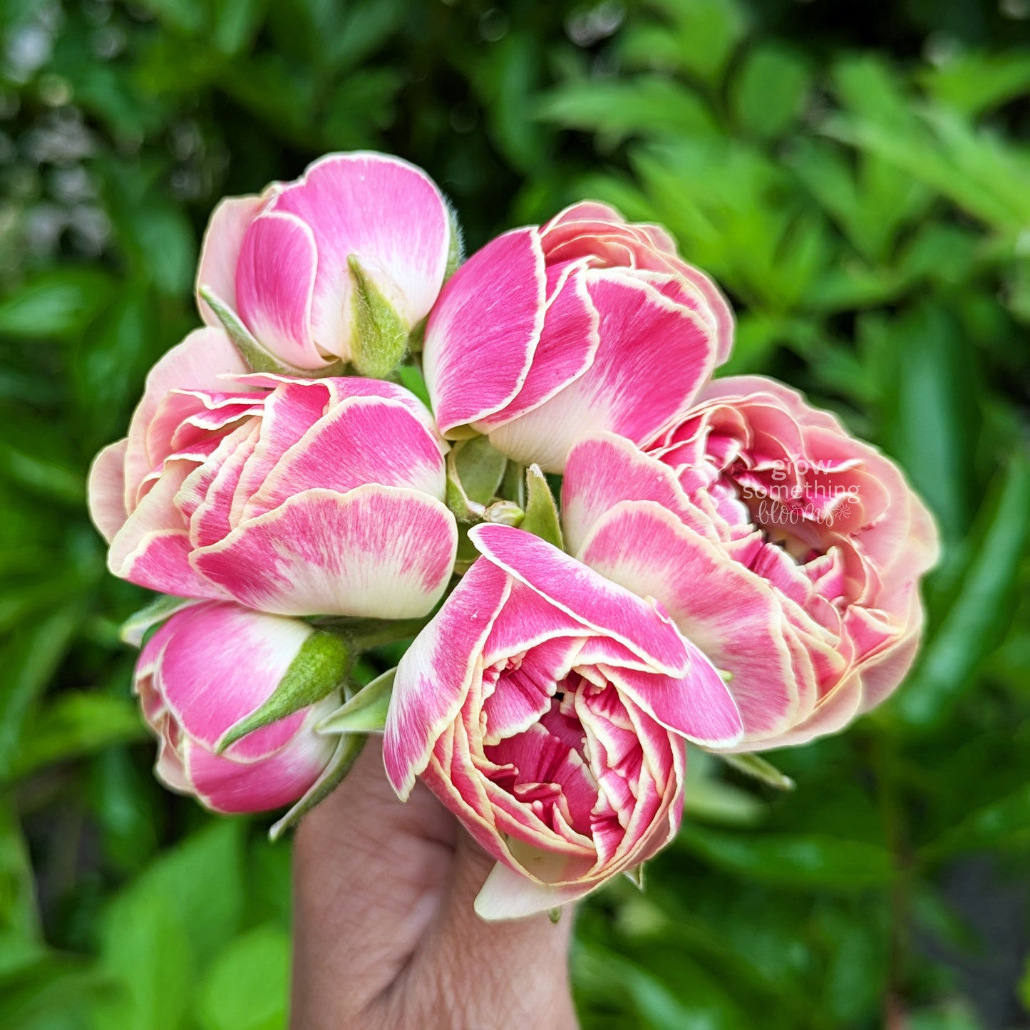 Ranunculus - Bundle