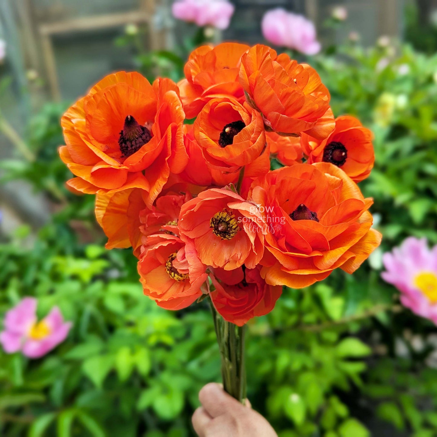 Ranunculus - Bundle