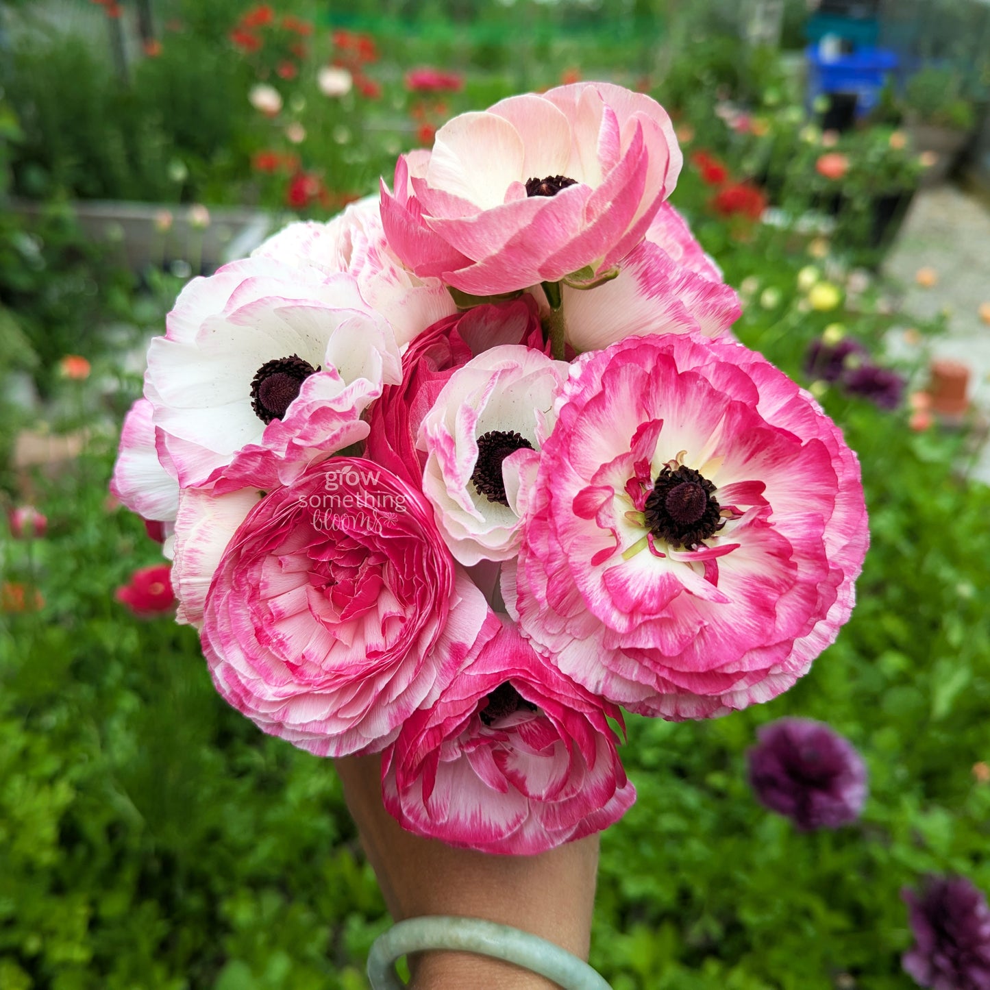 Ranunculus - Bundle