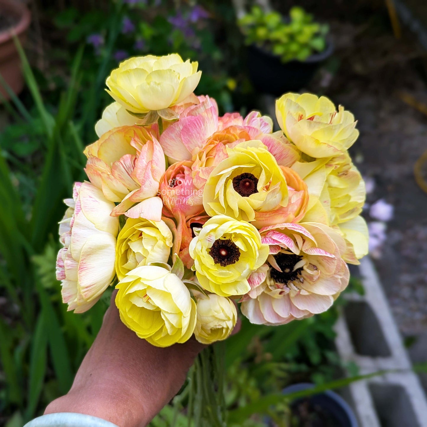Ranunculus - Bundle