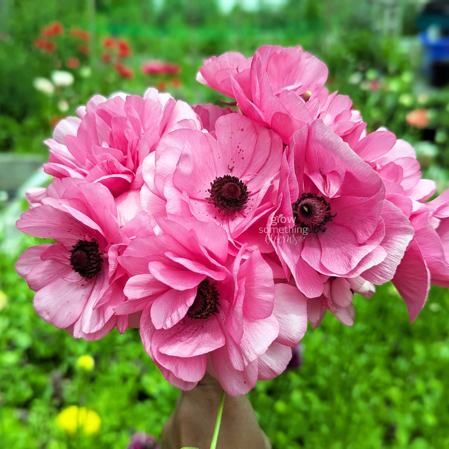 Ranunculus - Bundle